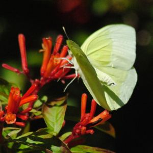sulphur butterfly